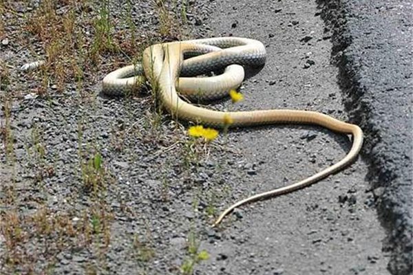 Змия се е свила на кълбо край пътя за курорта.