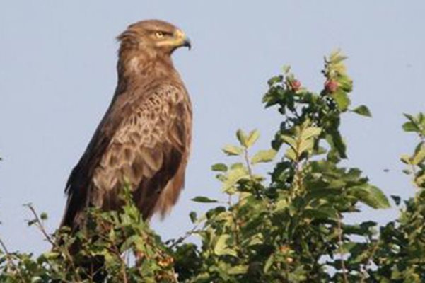 Птицата изненадва всички с поведението си / Снимки: Българско дружество за защита на птиците