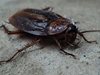 Лекари откриха хлебарка в главата на индийка
