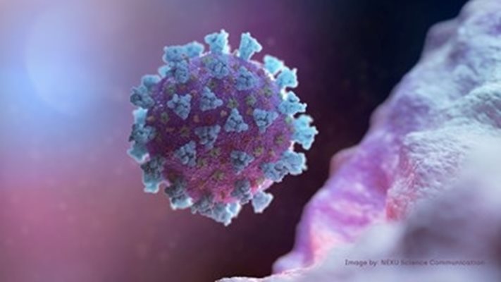 Компютърно изображение на коронавируса Снимка: Ройтерс