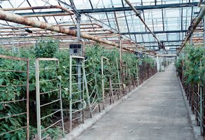 Фактът, че ягодоплодните култури изискват 40% засенчване, прави възможно покриването на оранжериите с агросолари, без да се променя предназначението на земята и без панелите да пречат.