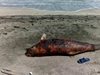 Екоексперти след сигнал на "24 часа": Мъртвият делфин край Поморие е 2,55 метра