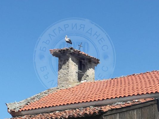Добра поличба: Семейство щъркели долетя върху камбанарията преди панихидата