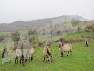 Тарпаните вече са се адаптирали към условията в Източните Родопи, твърдят природозащитници.