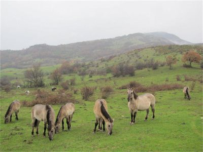 Тарпаните вече са се адаптирали към условията в Източните Родопи, твърдят природозащитници. СНИМКА: 24 часа