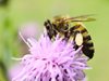 Мозъкът на пчелите ще допринесе за разработване на по-евтини камери