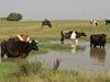 Съветът по животновъдство разпредели извънредната помощ за млякото от 11,3 млн. лева
