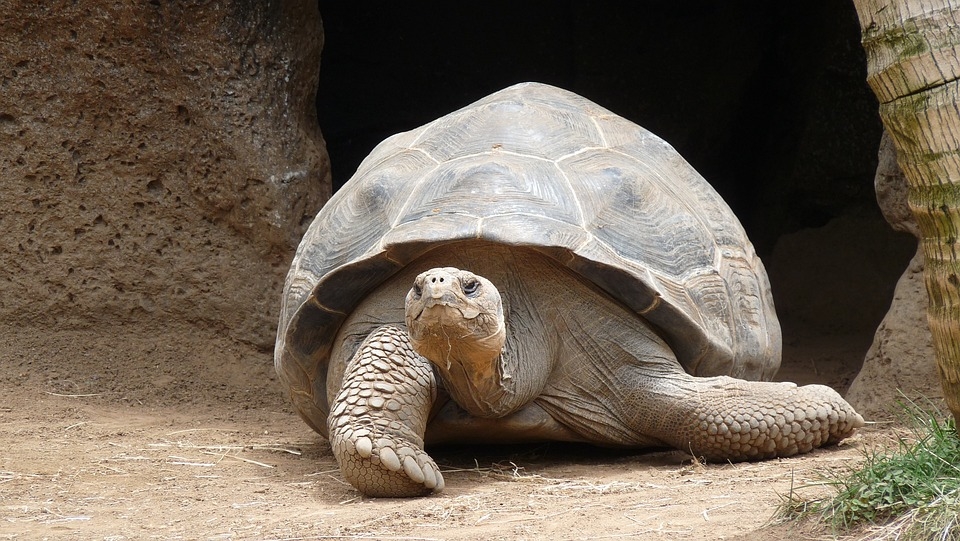 Най-старата костенурка в света става на 190 години