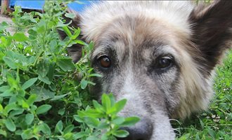 В Чирпан строят общински приют за кучета