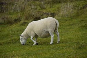 Контролирайте храненето на бременните овце