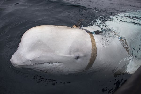 Белият кит,  разтревожил  норвежците, че е  руски разузнавач