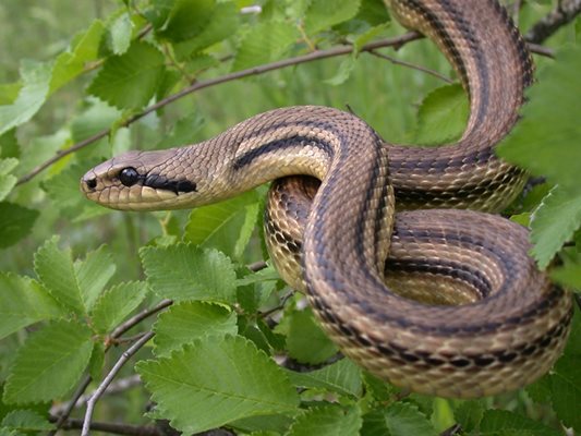 Змията е дълга 3 метра според свидетели
