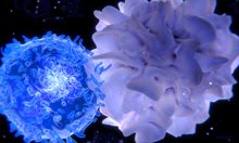 РНК – ключ в лечението на рака