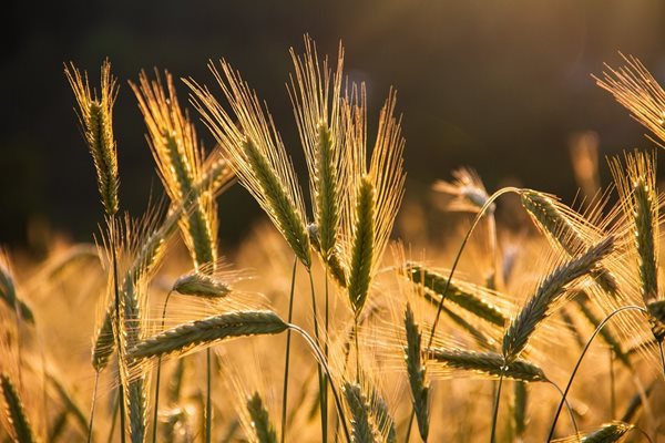 Около 10% спад на реколтата от зърно очаква Украйна