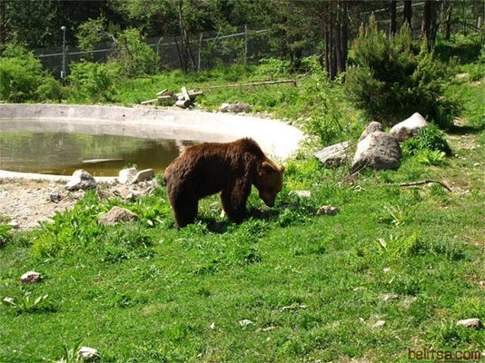 Снимка: Парк за танцуващи мечки