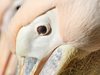 Розови пеликани „гастролират“ в резервата „Сребърна“