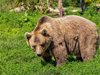 Шефката на РИОСВ - Смолян: Щетите от мечки това лято са по-малко в сравнение с 2023