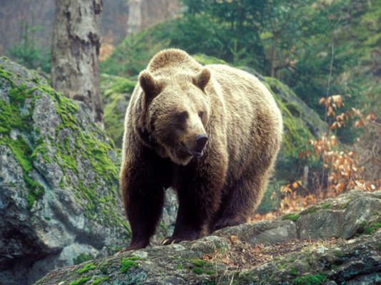 5 мечки бродят в Дряновския Балкан