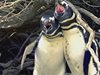 Любовен триъгълник между пингвини доведе до кървава разпра (Видео)