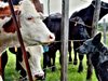 Експерт: Инвестиционният интерес към месодайното говедовъдство нараства