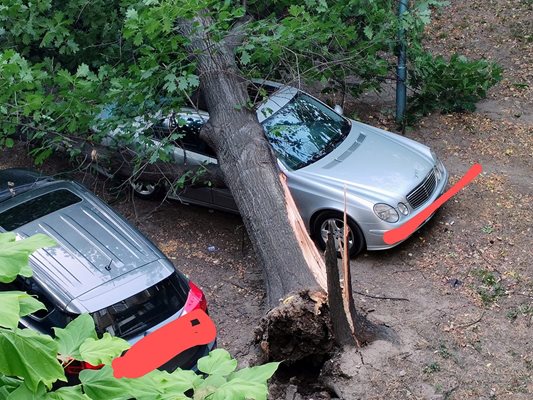 Дървото върху покрива на "Мерцедеса".


Снимки: "Забелязано" в Пловдив