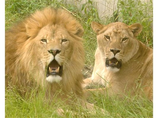 Дай Боже Славчо и Стефка да станат родители и да ни дарят с едно лъвче, надява се шефът на столичния зоопарк д-р Иван Иванов.
СНИМКИ: НИКОЛАЙ ЛИТОВ

