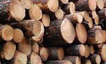 Бракониерски дърва, преследване и изстрел в Луковит