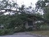 Дърво падна върху кабинката на митничари на ГГКП "Промахон"