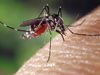 Лавандула и босилек гонят комарите