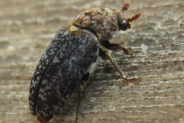 Раница за бръмбари измислиха британски учени