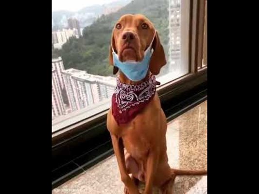 Стопанин научи кучето си да си слага маска срещу коронавируса (Видео)