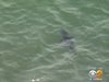 Бели акули в Калифорния предизвикаха тревога (Видео)