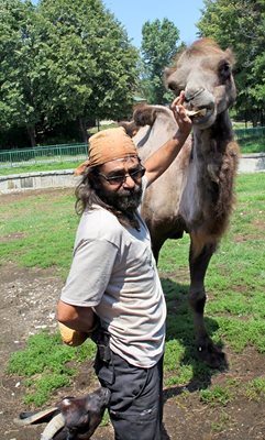 Най-новият обитател на зоопарка - камилата Леми, е голям лакомник.