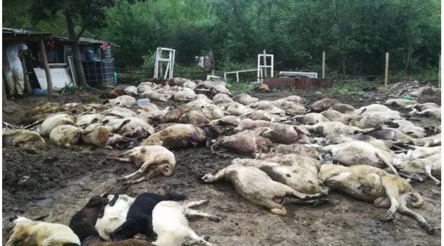 Ветеринарите унищожиха 3800 животни, за да спрят разпространението на заразата.