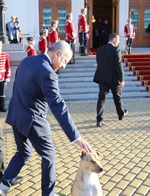 На влизане в парламента служебният премиер Гълъб Донев погали помияра.