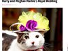 Котки, търсещи осиновители, позират с шапки, вдъхновени от кралската сватба