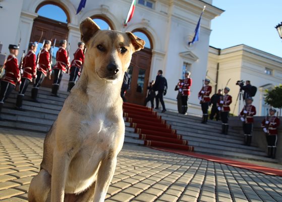 Бездомното куче, предложено за председател, първо посрещна народните избраници.