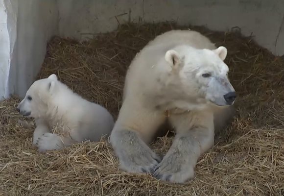 Мика ще остане с майка си Нука 3 години