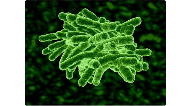E. coli е една от най-разпространените бактерии.