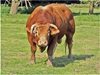 Разярен бик уби 55-годишен в с. Тюркмен