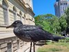 Черна чайка във Варна –  талисман за града или груба шега