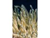 Коралите светят в морските дълбини, за да
оцелеят