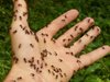 Учени: Мравките адаптират поведението си така, че да избегнат</p><p>рисковете