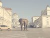 Кристо разходи слон и тигър по жълтите павета
за новото си видео