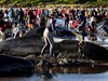 Китовете са заседнали в Нова Зеландия заради заболяване на водача си (Снимки)