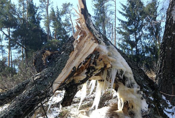 Снежно торнадо в Копривщица - стотици вековни дървета изкоренени (галерия)