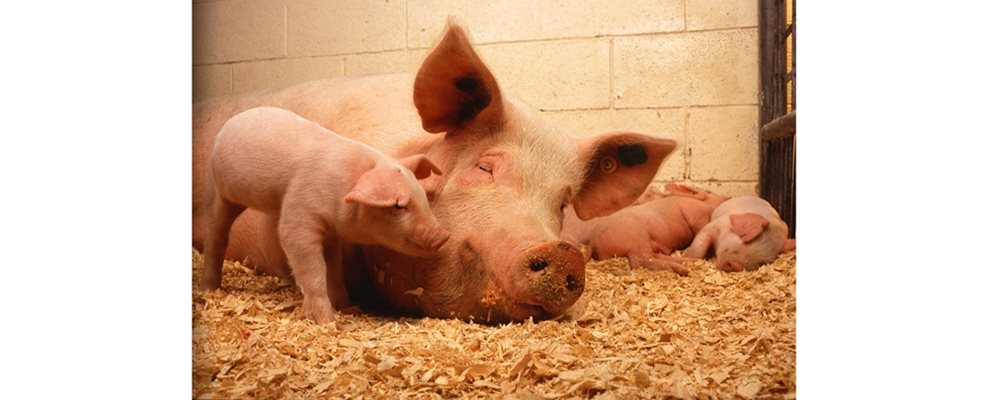 Започна масовото избиване на свинете в Северна България