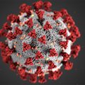 Колко защитават антителата след среща с коронавируса