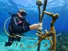 Водолази садят коралови дървета, спасяват рифове (фото галерия)
