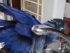 Папагал прави сутрешния си тоалет ( Видео )